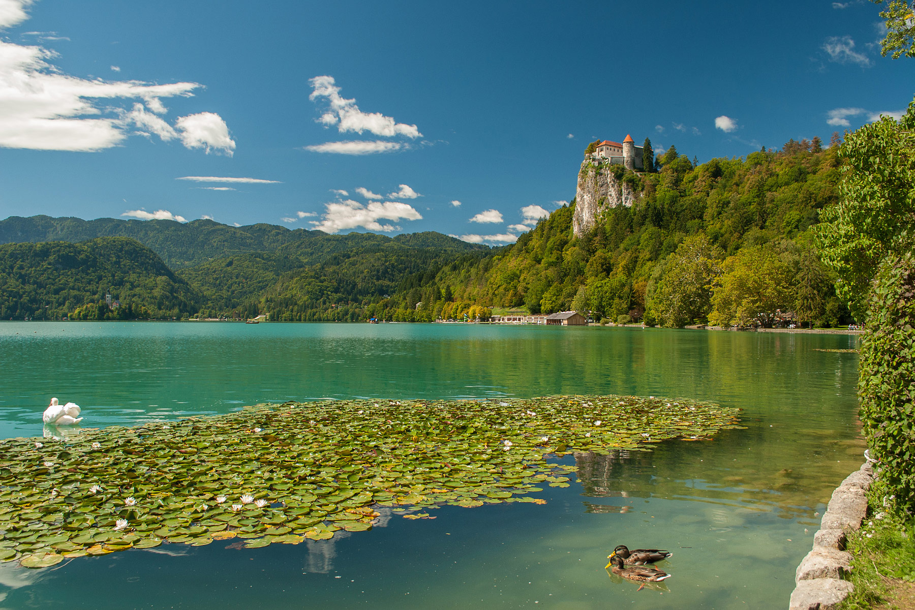 Bled